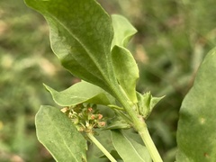 Rumex hypogaeus