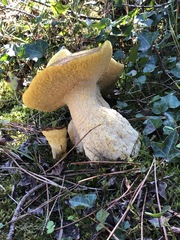 Suillus bellinii