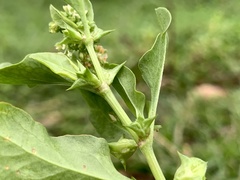 Rumex hypogaeus