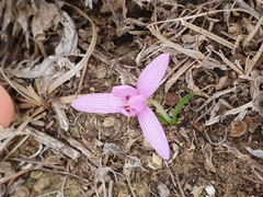 Colchicum cupanii image