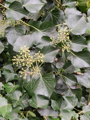 Hedera helix