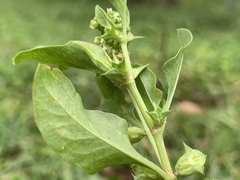 Rumex hypogaeus