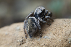 Habronattus oregonensis