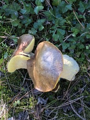 Suillus bellinii