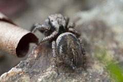 Habronattus oregonensis