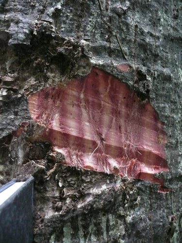 Wild Kapok tree (Rhodognaphalon brevicuspe)