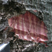 Rhodognaphalon brevicuspe - Photo (c) Carel Jongkind, some rights reserved (CC BY-NC), uploaded by Carel Jongkind