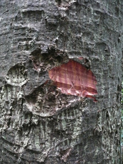 Rhodognaphalon brevicuspe