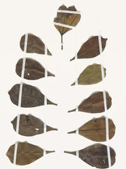 Rhodognaphalon brevicuspe