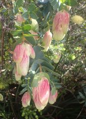 Pimelea physodes