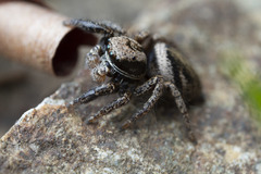 Habronattus oregonensis