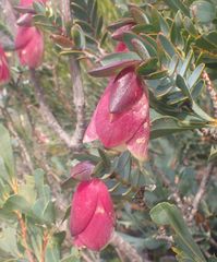 Pimelea physodes
