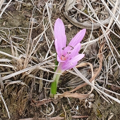 Colchicum cupanii