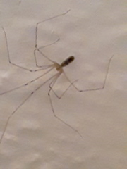 Pholcus phalangioides