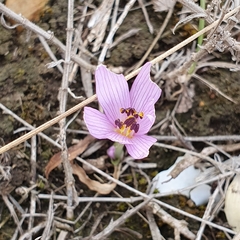 Colchicum cupanii