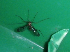 Macrocera phalerata