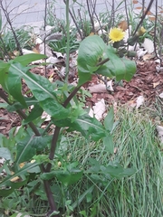 Sonchus oleraceus