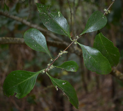 Denhamia fasciculiflora