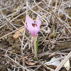 Colchicum cupanii