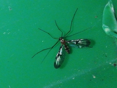 Macrocera phalerata