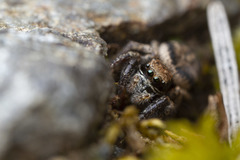 Habronattus oregonensis