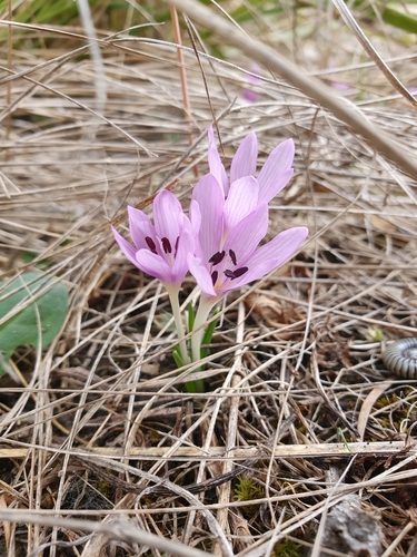 Image of Mediterranean Meadow Saffron (Colchicum cupanii) by (c) Mehdi Chetibi, some rights reserved (CC BY)