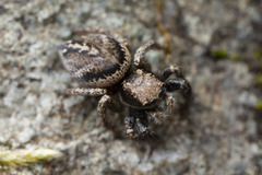 Habronattus oregonensis