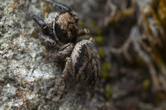 Habronattus oregonensis