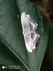 Rhombophylla edentata