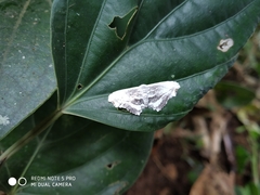 Rhombophylla edentata