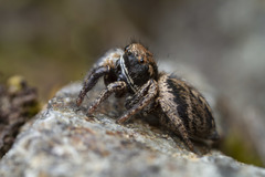 Habronattus oregonensis