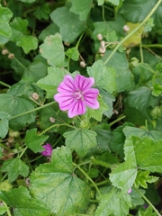 Malva sylvestris