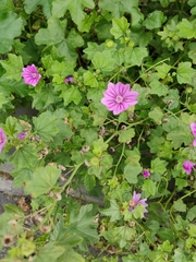 Malva sylvestris