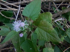 Tamaulipa azurea