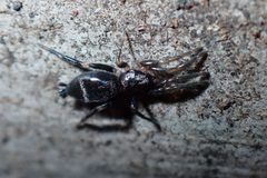 Hitobia unifascigera