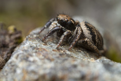 Habronattus oregonensis