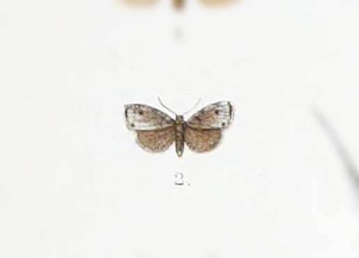 Eurosia grisea