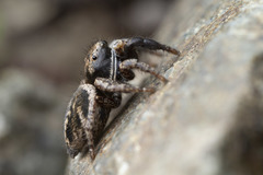 Habronattus oregonensis