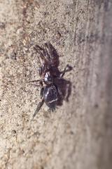 Hitobia unifascigera