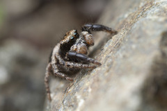 Habronattus oregonensis
