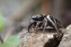 Habronattus oregonensis