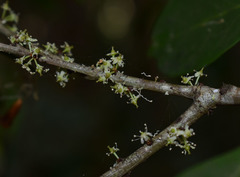 Denhamia fasciculiflora
