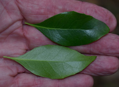 Denhamia fasciculiflora