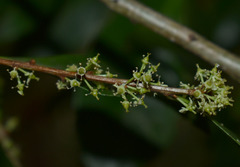 Denhamia fasciculiflora