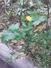 Sonchus oleraceus