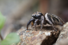 Habronattus oregonensis