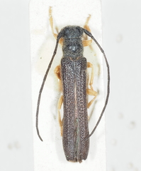 Oberea linearis