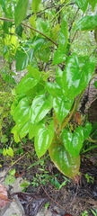 Dioscorea bulbifera