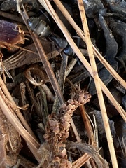 Camponotus pennsylvanicus