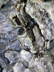Camponotus pennsylvanicus